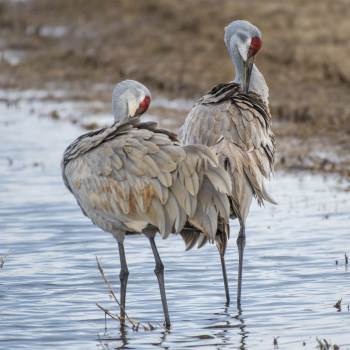 sandhill crane pair 5.jpg